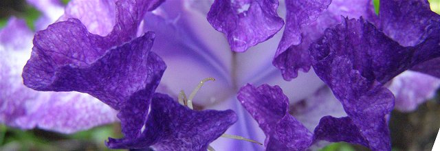 blue iris in Shirley's old garden