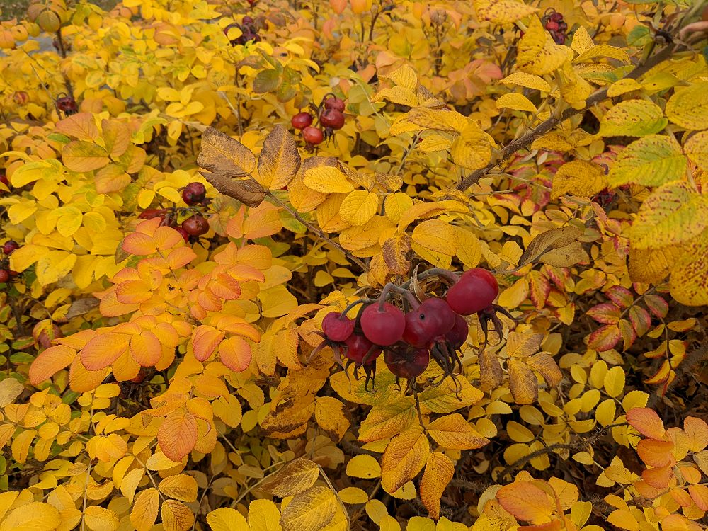 Rose Hips