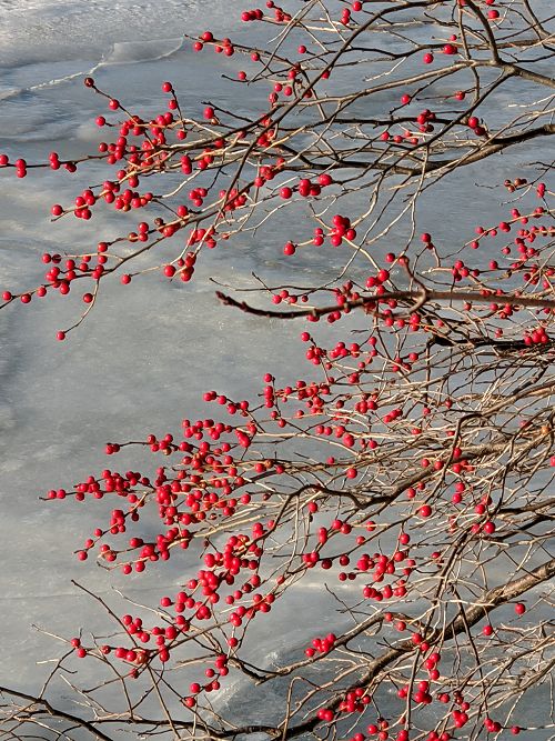 winter berry on the lake