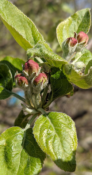 Apple Buds