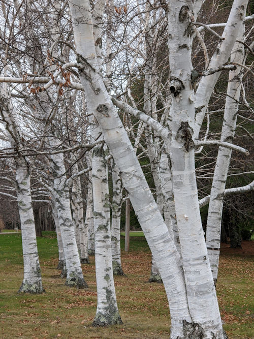 Birches on campus